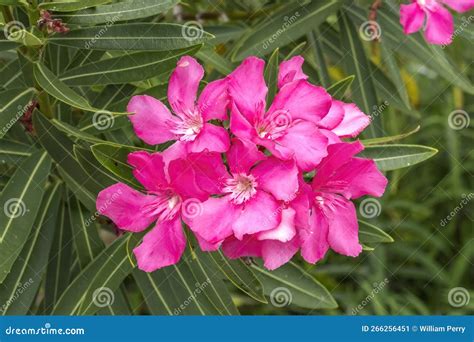 pink oleander