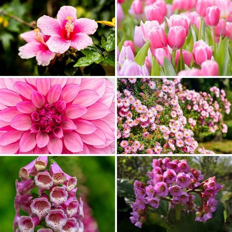 pink perennial flowers