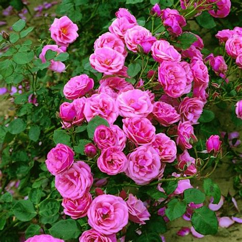 The Beauty of Pink Perpetue Climbing Rose