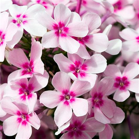 pink phlox flowers