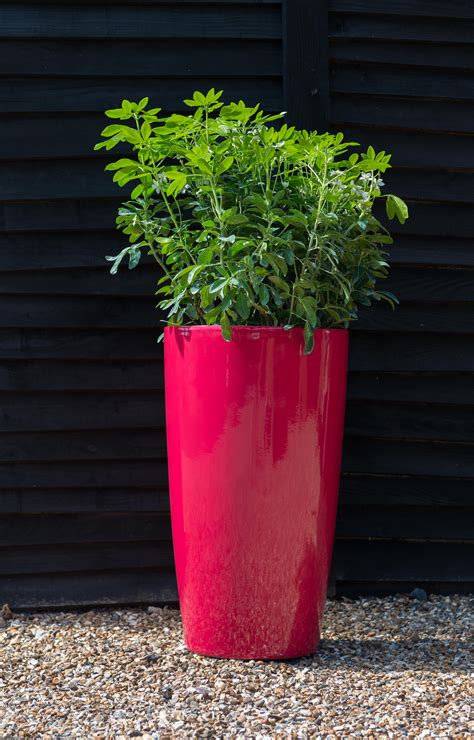 pink planter