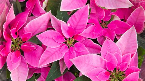 pink poinsetta