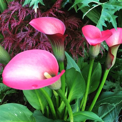 pink puppy calla lily