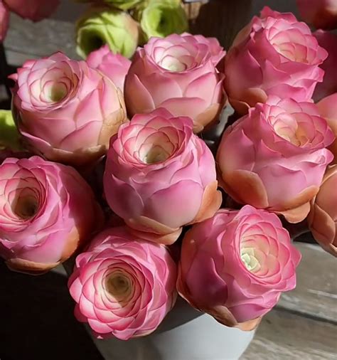 pink rose succulent