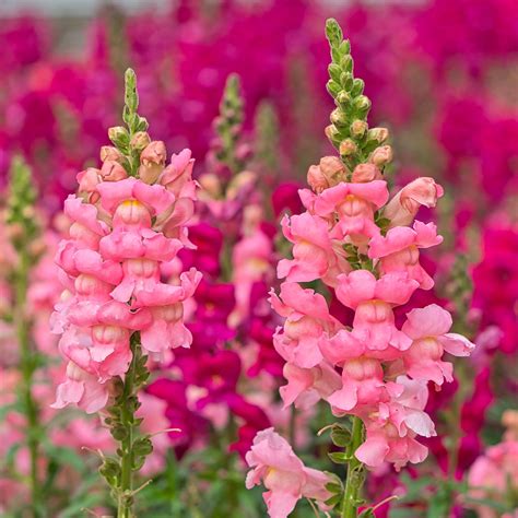 pink snap dragons