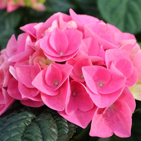 pink sunset hydrangea