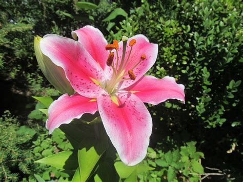 pink tiger lily