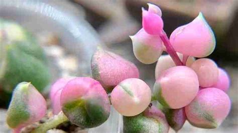 pink variegated string of pearls