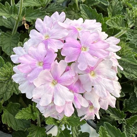 pink verbena