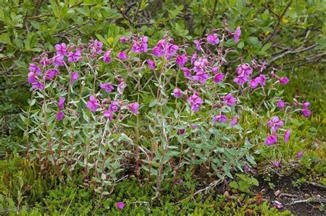 pink weeds