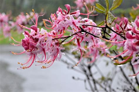 pinkster azalea