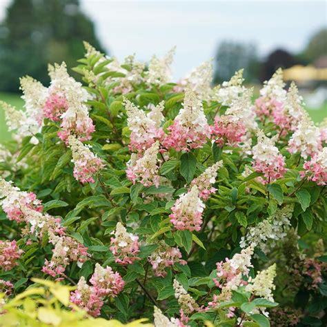 pinky winky hydrangea companion plants