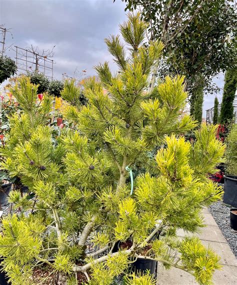 pinus mugo gold
