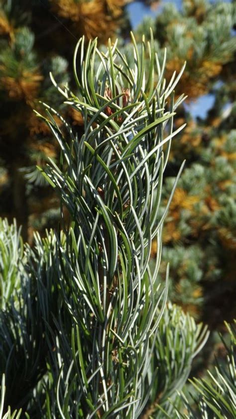 pinus parviflora glauca brevifolia