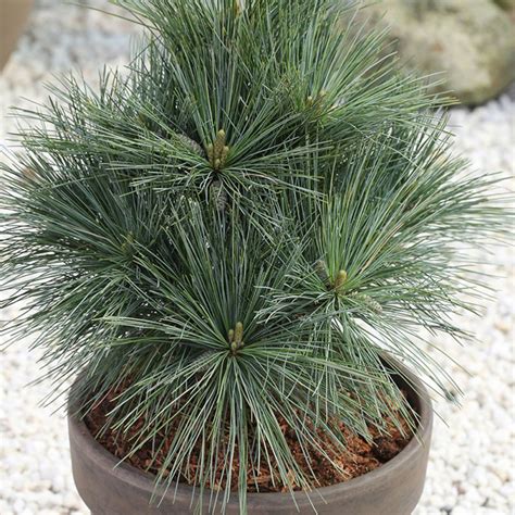 pinus strobus secrest