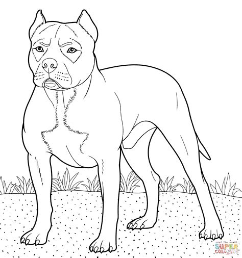 pitbull coloring pages