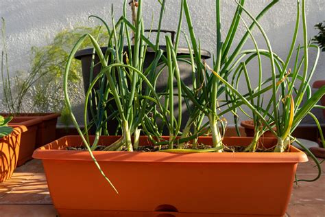 Planting Chives with Tomatoes: A Comprehensive Guide