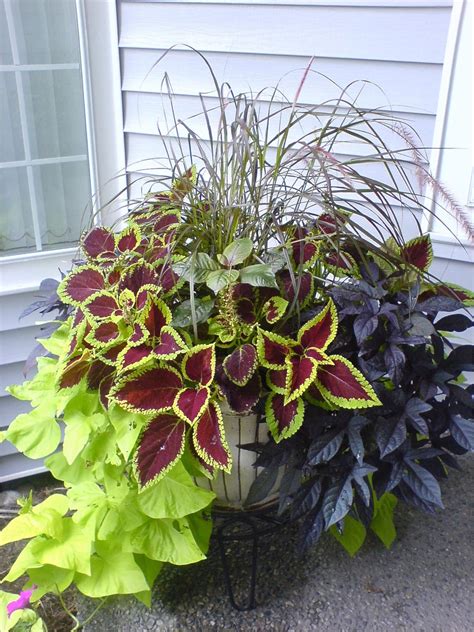 plant combination ideas for container gardens full sun