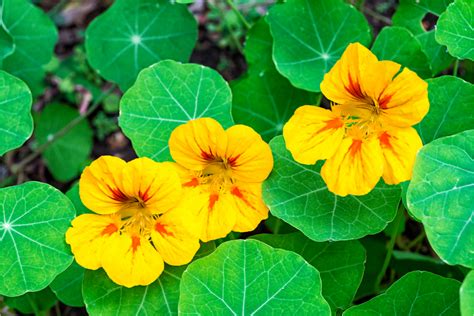 plant nasturtiums with tomatoes