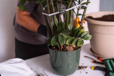 plant not blooming