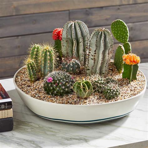 planter for cactus