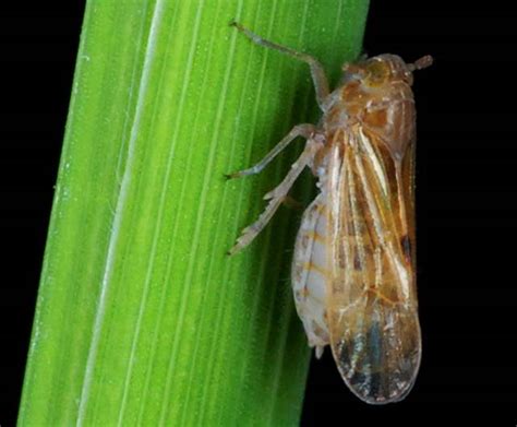 planthopper insect pests