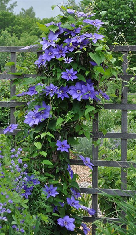 planting a clematis in the ground