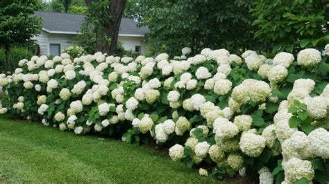 planting a hydrangea hedge