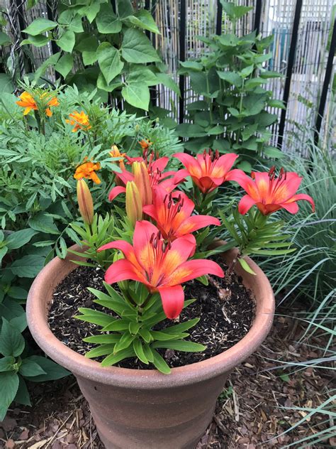 planting asiatic lilies in pots