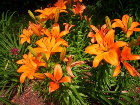 planting asiatic lilies in spring