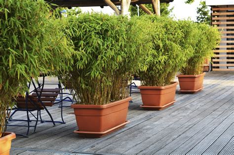 planting bamboo in pots