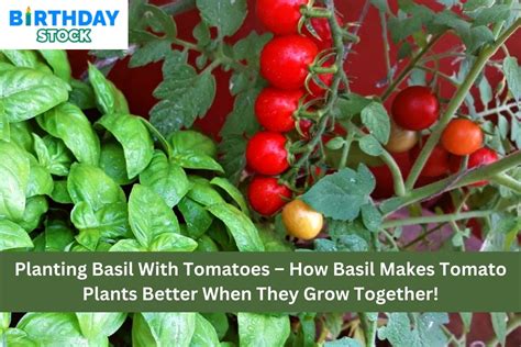 planting basil with tomatoes