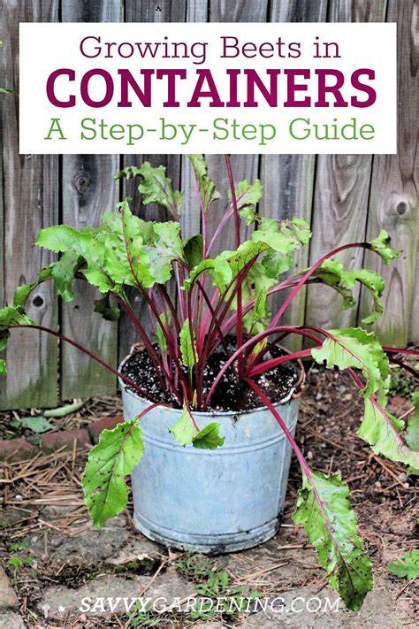 planting beets in containers