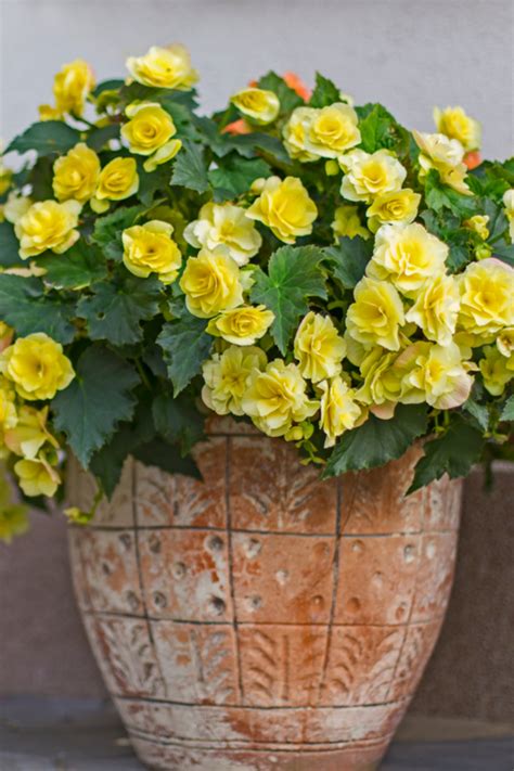 planting begonias in pots