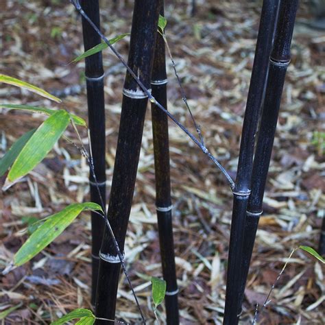 planting black bamboo