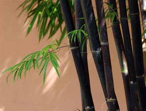 planting black bamboo