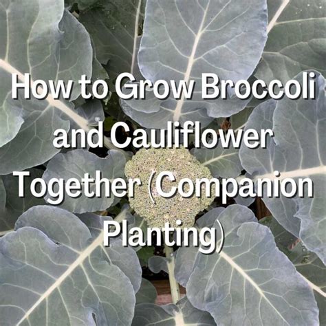 planting broccoli and cauliflower together