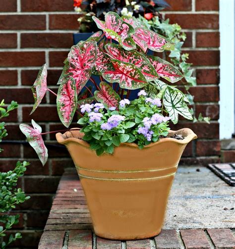 planting caladium bulbs in pots