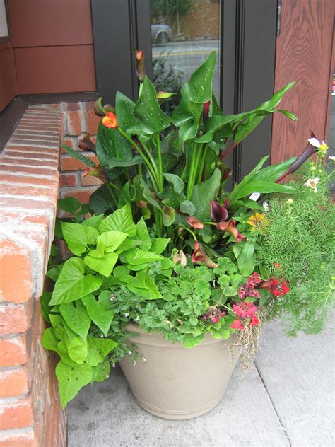 planting calla lilies in pots