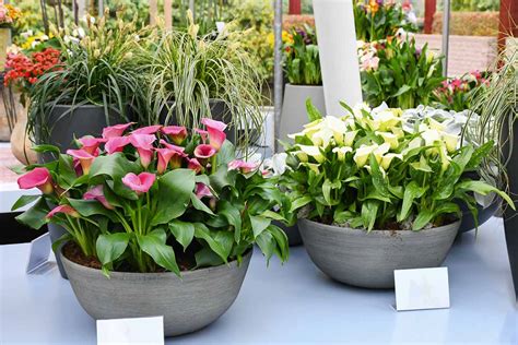 planting calla lilies in pots