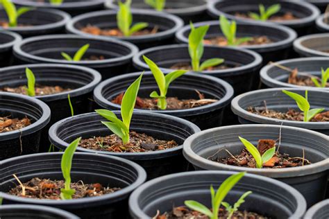 planting canna seeds