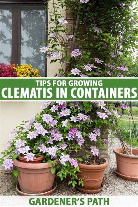 The Ultimate Guide to Planting Clematis in Pots