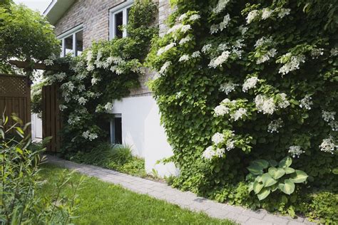 planting climbing hydrangea