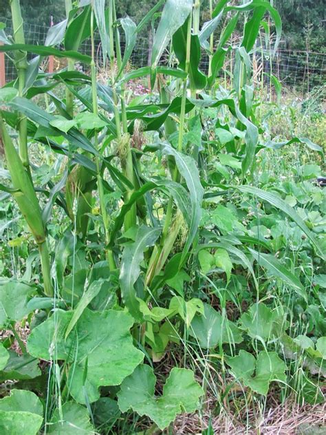 planting corn and green beans together