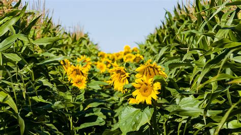 planting corn and sunflowers together