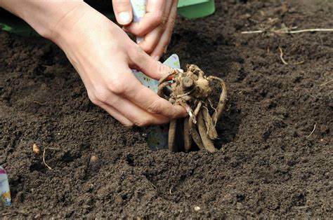 planting dahlia bulbs