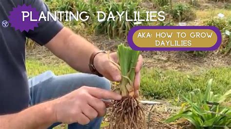 planting daylilies