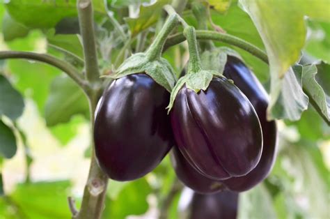 planting eggplant and peppers together
