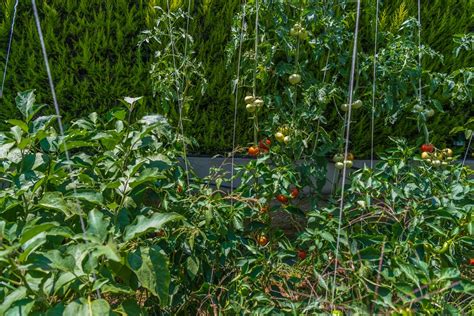 Planting Eggplants and Tomatoes Together: The Ultimate Guide