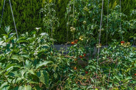 planting eggplant and tomatoes together